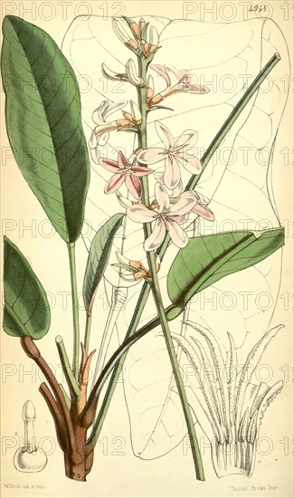 Botanical Print by Walter Hood Fitch 1817 â€ì 1892, W.H. Fitch was an botanical illustrator and artist, born in Glasgow, Scotland, UK, colour lithograph. From the Liszt Masterpieces of Botanical Illustration Collection.