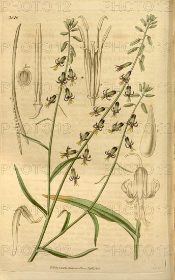 Botanical print or English natural history illustration by Joseph Swan 1796-1872, British Engraver. From the Liszt Masterpieces of Botanical Illustration Collection.