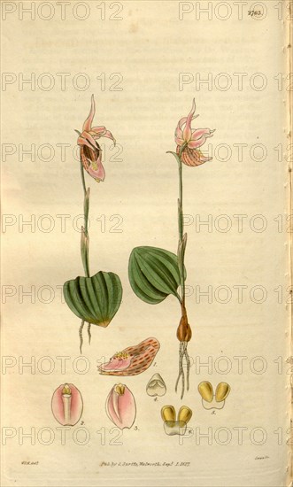 Botanical print by Sir William Jackson Hooker, FRS, 1785 â€ì 1865, English botanical illustrator. He held the post of Regius Professor of Botany at Glasgow University, and was Director of the Royal Botanic Gardens, Kew. From the Liszt Masterpieces of Botanical Illustration Collection.