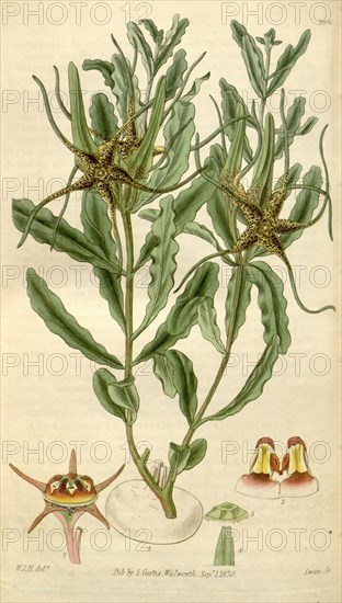 Botanical print by Sir William Jackson Hooker, FRS, 1785 â€ì 1865, English botanical illustrator. He held the post of Regius Professor of Botany at Glasgow University, and was Director of the Royal Botanic Gardens, Kew. From the Liszt Masterpieces of Botanical Illustration Collection.