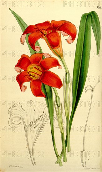 Botanical Print by Walter Hood Fitch 1817 â€ì 1892, W.H. Fitch was an botanical illustrator and artist, born in Glasgow, Scotland, UK, colour lithograph. From the Liszt Masterpieces of Botanical Illustration Collection.