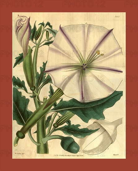 Botanical print by S.M. Curtis,  19th century artist. From the  Liszt Masterpieces of Botanical  Illustration Collection.