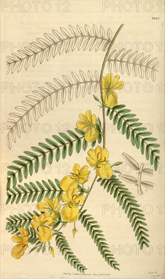 Botanical print or English natural history illustration by Joseph Swan 1796-1872, British Engraver. From the Liszt Masterpieces of Botanical Illustration Collection.