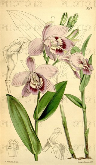 Botanical Print by Walter Hood Fitch 1817 â€ì 1892, W.H. Fitch was an botanical illustrator and artist, born in Glasgow, Scotland, UK, colour lithograph. From the Liszt Masterpieces of Botanical Illustration Collection.