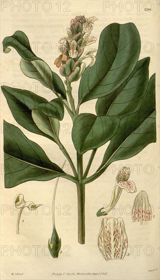 Botanical print by Sir William Jackson Hooker, FRS, 1785 â€ì 1865, English botanical illustrator. He held the post of Regius Professor of Botany at Glasgow University, and was Director of the Royal Botanic Gardens, Kew. From the Liszt Masterpieces of Botanical Illustration Collection.