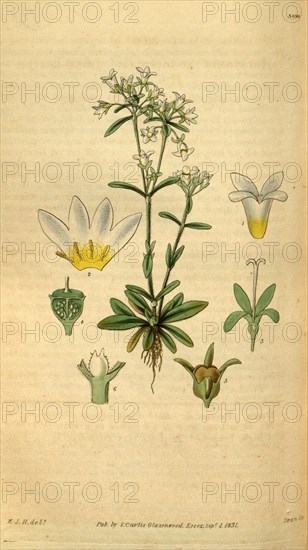 Botanical print by Sir William Jackson Hooker, FRS, 1785 â€ì 1865, English botanical illustrator. He held the post of Regius Professor of Botany at Glasgow University, and was Director of the Royal Botanic Gardens, Kew. From the Liszt Masterpieces of Botanical Illustration Collection.