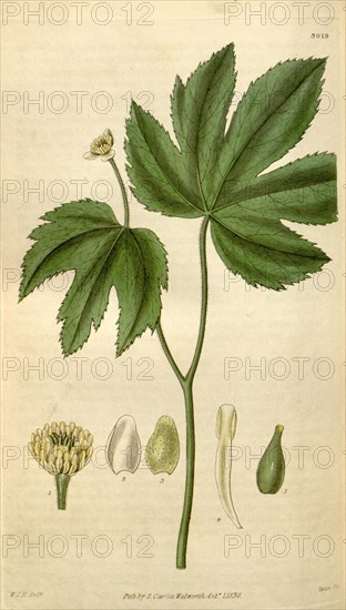 Botanical print by Sir William Jackson Hooker, FRS, 1785 â€ì 1865, English botanical illustrator. He held the post of Regius Professor of Botany at Glasgow University, and was Director of the Royal Botanic Gardens, Kew. From the Liszt Masterpieces of Botanical Illustration Collection.