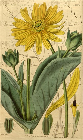 Botanical print by Sir William  Jackson Hooker, FRS, 1785 â€ì  1865, English botanical  illustrator. He held the post of  Regius Professor of Botany at  Glasgow University, and was  Director of the Royal Botanic  Gardens, Kew. From the Liszt  Masterpieces of Botanical  Illustration Collection.