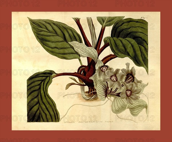 Botanical print by Sydenham  Teast Edwards 1768 â€ì 1819,  Sydenham Edwards was a natural  history illustrator, British,  UK, colour lithograph, botanical  artist. From the Liszt  Masterpieces of Botanical  Illustration Collection.