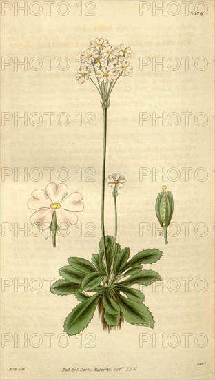 Botanical print by Sir William  Jackson Hooker, FRS, 1785 â€ì  1865, English botanical  illustrator. He held the post of  Regius Professor of Botany at  Glasgow University, and was  Director of the Royal Botanic  Gardens, Kew. From the Liszt  Masterpieces of Botanical  Illustration Collection.