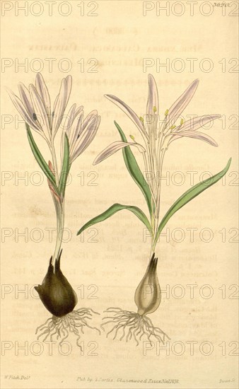 Botanical Print by Walter Hood  Fitch 1817 â€ì 1892, W.H. Fitch  was an botanical illustrator and  artist, born in Glasgow,  Scotland, UK, colour lithograph.  From the Liszt Masterpieces of  Botanical Illustration  Collection.