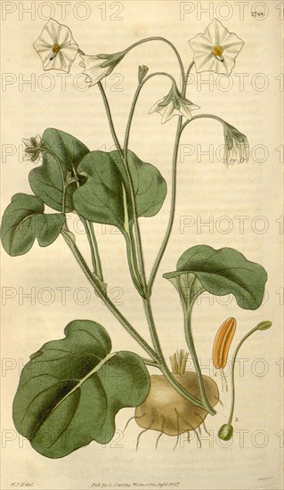 Botanical print by Sir William  Jackson Hooker, FRS, 1785 â€ì  1865, English botanical  illustrator. He held the post of  Regius Professor of Botany at  Glasgow University, and was  Director of the Royal Botanic  Gardens, Kew. From the Liszt  Masterpieces of Botanical  Illustration Collection.