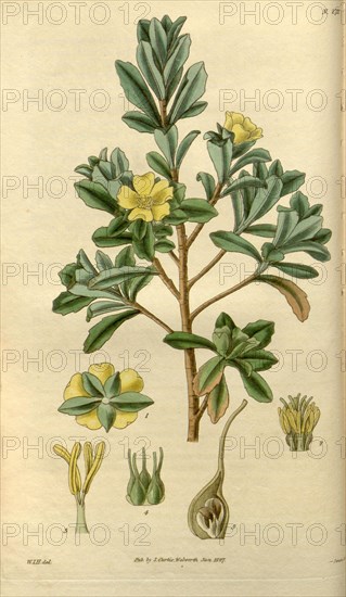 Botanical print by Sir William Jackson Hooker, FRS, 1785 â€ì 1865, English botanical illustrator. He held the post of Regius Professor of Botany at Glasgow University, and was Director of the Royal Botanic Gardens, Kew. From the Liszt Masterpieces of Botanical Illustration Collection.