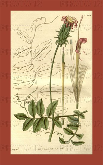 Botanical print by Sir William Jackson Hooker, FRS, 1785 â€ì 1865, English botanical illustrator. He held the post of Regius Professor of Botany at Glasgow University, and was Director of the Royal Botanic Gardens, Kew. From the Liszt Masterpieces of Botanical Illustration Collection.