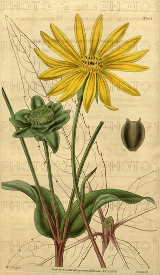 Botanical print by Sir William Jackson Hooker, FRS, 1785 â€ì 1865, English botanical illustrator. He held the post of Regius Professor of Botany at Glasgow University, and was Director of the Royal Botanic Gardens, Kew. From the Liszt Masterpieces of Botanical Illustration Collection.