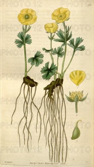 Botanical print by Sir William Jackson Hooker, FRS, 1785 â€ì 1865, English botanical illustrator. He held the post of Regius Professor of Botany at Glasgow University, and was Director of the Royal Botanic Gardens, Kew. From the Liszt Masterpieces of Botanical Illustration Collection.