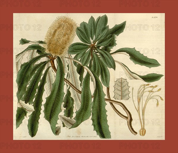 Botanical print or English natural history illustration by Joseph Swan 1796-1872, British Engraver. From the Liszt Masterpieces of Botanical Illustration Collection.