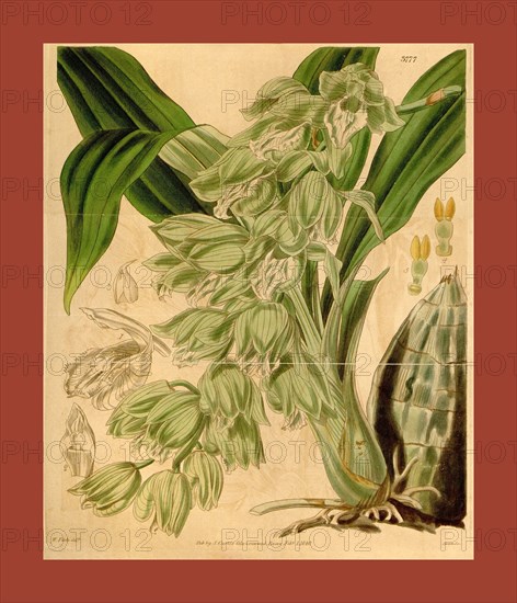 Botanical Print by Walter Hood Fitch 1817 â€ì 1892, W.H. Fitch was an botanical illustrator and artist, born in Glasgow, Scotland, UK, colour lithograph. From the Liszt Masterpieces of Botanical Illustration Collection.