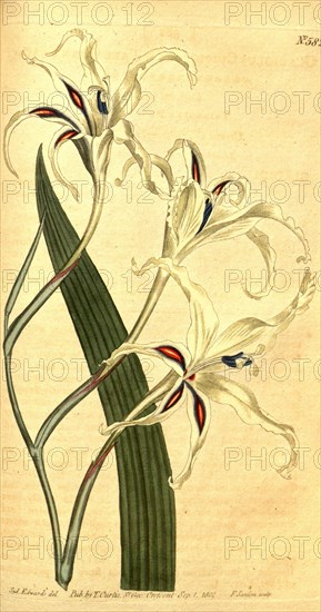 Botanical print by Sydenham Teast Edwards 1768 â€ì 1819, Sydenham Edwards was a natural history illustrator, British, UK, colour lithograph, botanical artist. From the Liszt Masterpieces of Botanical Illustration Collection.