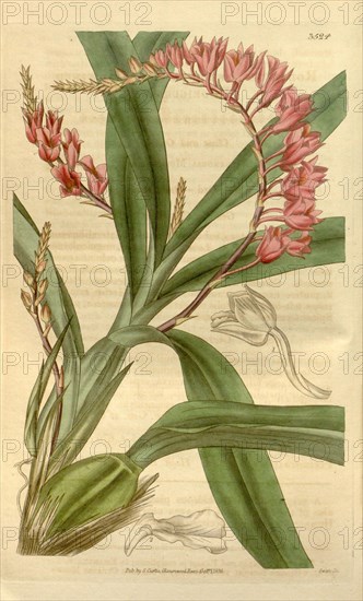 Botanical print or English natural history illustration by Joseph Swan 1796-1872, British Engraver. From the Liszt Masterpieces of Botanical Illustration Collection.