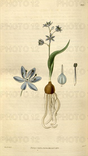 Botanical print by Sir William Jackson Hooker, FRS, 1785 â€ì 1865, English botanical illustrator. He held the post of Regius Professor of Botany at Glasgow University, and was Director of the Royal Botanic Gardens, Kew. From the Liszt Masterpieces of Botanical Illustration Collection.