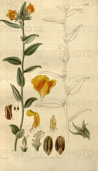 Botanical print by Sir William Jackson Hooker, FRS, 1785 â€ì 1865, English botanical illustrator. He held the post of Regius Professor of Botany at Glasgow University, and was Director of the Royal Botanic Gardens, Kew. From the Liszt Masterpieces of Botanical Illustration Collection.