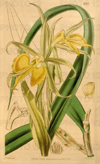 Botanical Print by Walter Hood Fitch 1817 â€ì 1892, W.H. Fitch was an botanical illustrator and artist, born in Glasgow, Scotland, UK, colour lithograph. From the Liszt Masterpieces of Botanical Illustration Collection.