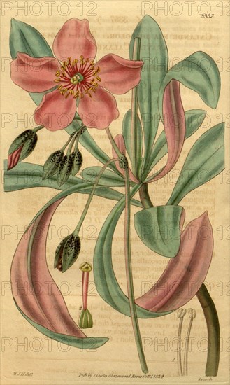 Botanical print by Sir William Jackson Hooker, FRS, 1785 â€ì 1865, English botanical illustrator. He held the post of Regius Professor of Botany at Glasgow University, and was Director of the Royal Botanic Gardens, Kew. From the Liszt Masterpieces of Botanical Illustration Collection.