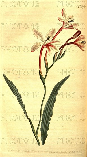 Botanical print by Sydenham Teast Edwards 1768 â€ì 1819, Sydenham Edwards was a natural history illustrator, British, UK, colour lithograph, botanical artist. From the Liszt Masterpieces of Botanical Illustration Collection.