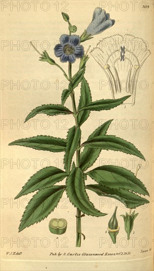 Botanical print by Sir William Jackson Hooker, FRS, 1785 â€ì 1865, English botanical illustrator. He held the post of Regius Professor of Botany at Glasgow University, and was Director of the Royal Botanic Gardens, Kew. From the Liszt Masterpieces of Botanical Illustration Collection.