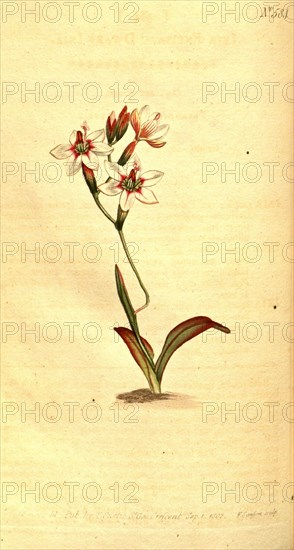 Botanical print by F Sansom, c.1797 - 1810, British botanical illustrator, English natural history illustrator. Also known as  Sansom, F; Sansom, T; Sansom, S; Sansom, T S. From the Liszt Masterpieces of Botanical Illustration Collection.