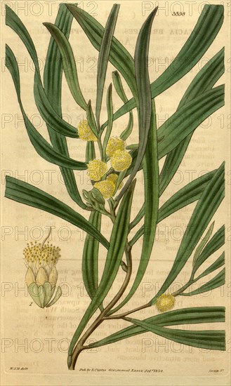 Botanical print by Sir William Jackson Hooker, FRS, 1785 â€ì 1865, English botanical illustrator. He held the post of Regius Professor of Botany at Glasgow University, and was Director of the Royal Botanic Gardens, Kew. From the Liszt Masterpieces of Botanical Illustration Collection.