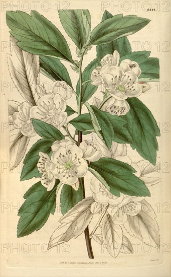 Botanical print or English natural history illustration by Joseph Swan 1796-1872, British Engraver. From the Liszt Masterpieces of Botanical Illustration Collection.