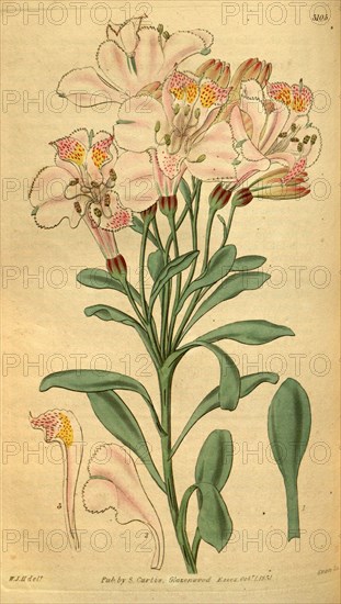 Botanical print by Sir William Jackson Hooker, FRS, 1785 â€ì 1865, English botanical illustrator. He held the post of Regius Professor of Botany at Glasgow University, and was Director of the Royal Botanic Gardens, Kew. From the Liszt Masterpieces of Botanical Illustration Collection.