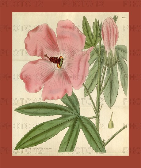 Botanical print or English natural history illustration by Joseph Swan 1796-1872, British Engraver. From the Liszt Masterpieces of Botanical Illustration Collection.