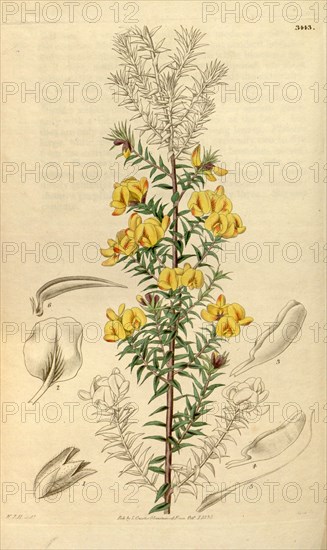 Botanical print by Sir William Jackson Hooker, FRS, 1785 â€ì 1865, English botanical illustrator. He held the post of Regius Professor of Botany at Glasgow University, and was Director of the Royal Botanic Gardens, Kew. From the Liszt Masterpieces of Botanical Illustration Collection.