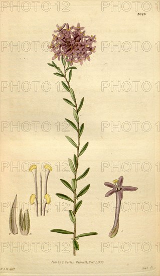 Botanical print by Sir William Jackson Hooker, FRS, 1785 â€ì 1865, English botanical illustrator. He held the post of Regius Professor of Botany at Glasgow University, and was Director of the Royal Botanic Gardens, Kew. From the Liszt Masterpieces of Botanical Illustration Collection.