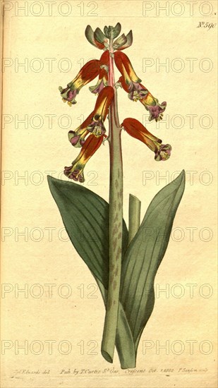 Botanical print by Sydenham Teast Edwards 1768 â€ì 1819, Sydenham Edwards was a natural history illustrator, British, UK, colour lithograph, botanical artist. From the Liszt Masterpieces of Botanical Illustration Collection.