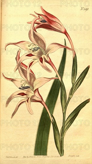Botanical print by Sydenham Teast Edwards 1768 â€ì 1819, Sydenham Edwards was a natural history illustrator, British, UK, colour lithograph, botanical artist. From the Liszt Masterpieces of Botanical Illustration Collection.