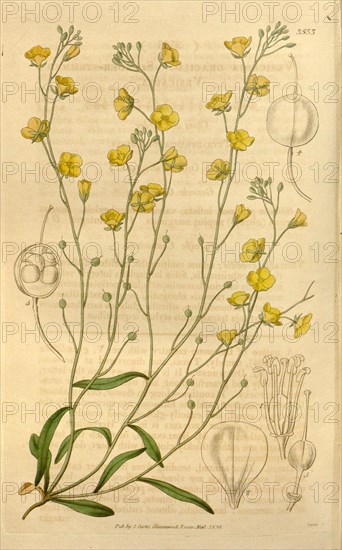 Botanical print or English natural history illustration by Joseph Swan 1796-1872, British Engraver. From the Liszt Masterpieces of Botanical Illustration Collection.