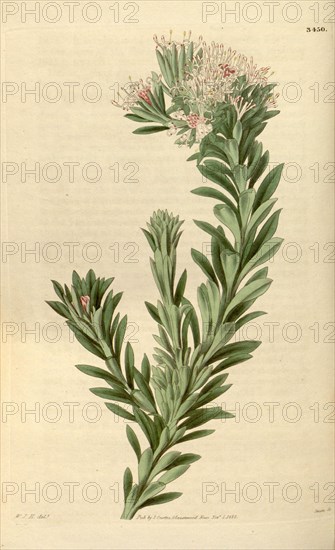 Botanical print by Sir William Jackson Hooker, FRS, 1785 â€ì 1865, English botanical illustrator. He held the post of Regius Professor of Botany at Glasgow University, and was Director of the Royal Botanic Gardens, Kew. From the Liszt Masterpieces of Botanical Illustration Collection.