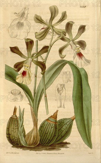 Botanical print or English natural history illustration by Joseph Swan 1796-1872, British Engraver. From the Liszt Masterpieces of Botanical Illustration Collection.