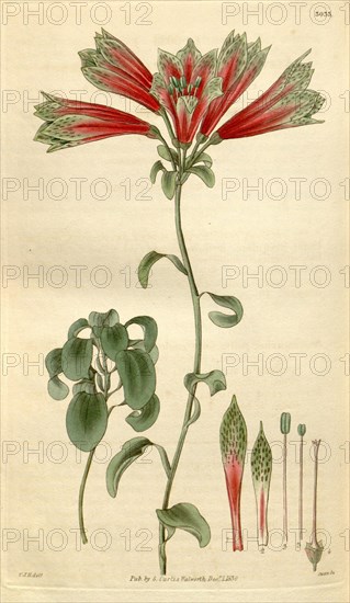 Botanical print by Sir William Jackson Hooker, FRS, 1785 â€ì 1865, English botanical illustrator. He held the post of Regius Professor of Botany at Glasgow University, and was Director of the Royal Botanic Gardens, Kew. From the Liszt Masterpieces of Botanical Illustration Collection.