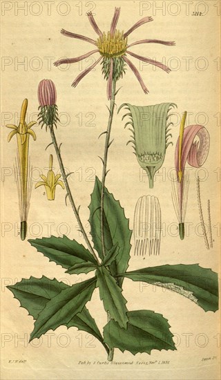 Botanical print by Sir William Jackson Hooker, FRS, 1785 â€ì 1865, English botanical illustrator. He held the post of Regius Professor of Botany at Glasgow University, and was Director of the Royal Botanic Gardens, Kew. From the Liszt Masterpieces of Botanical Illustration Collection.