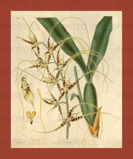 Botanical print by Sir William Jackson Hooker, FRS, 1785 â€ì 1865, English botanical illustrator. He held the post of Regius Professor of Botany at Glasgow University, and was Director of the Royal Botanic Gardens, Kew. From the Liszt Masterpieces of Botanical Illustration Collection.