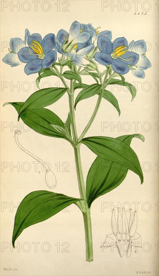 Botanical Print by Walter Hood Fitch 1817 â€ì 1892, W.H. Fitch was an botanical illustrator and artist, born in Glasgow, Scotland, UK, colour lithograph. From the Liszt Masterpieces of Botanical Illustration Collection.