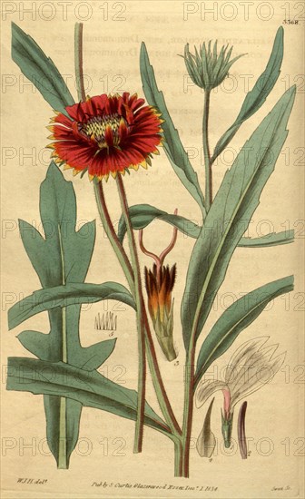 Botanical print by Sir William Jackson Hooker, FRS, 1785 â€ì 1865, English botanical illustrator. He held the post of Regius Professor of Botany at Glasgow University, and was Director of the Royal Botanic Gardens, Kew. From the Liszt Masterpieces of Botanical Illustration Collection.