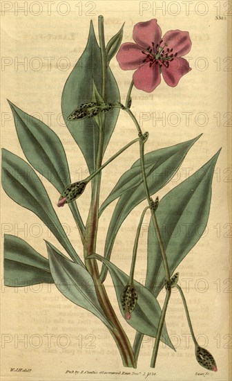 Botanical print by Sir William Jackson Hooker, FRS, 1785 â€ì 1865, English botanical illustrator. He held the post of Regius Professor of Botany at Glasgow University, and was Director of the Royal Botanic Gardens, Kew. From the Liszt Masterpieces of Botanical Illustration Collection.