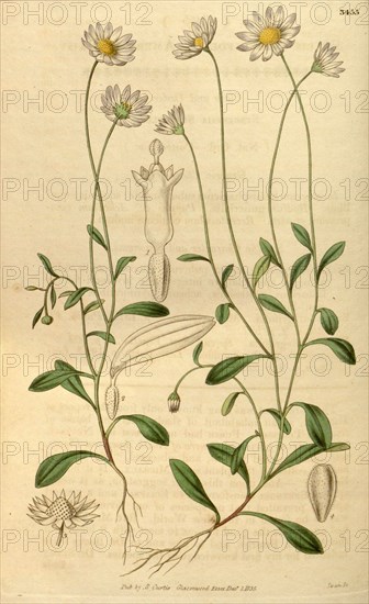 Botanical print or English natural history illustration by Joseph Swan 1796-1872, British Engraver. From the Liszt Masterpieces of Botanical Illustration Collection.