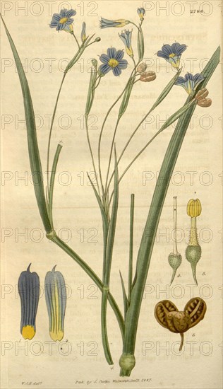 Botanical print by Sir William Jackson Hooker, FRS, 1785 â€ì 1865, English botanical illustrator. He held the post of Regius Professor of Botany at Glasgow University, and was Director of the Royal Botanic Gardens, Kew. From the Liszt Masterpieces of Botanical Illustration Collection.